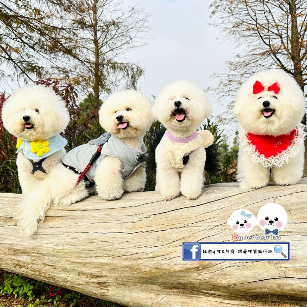 【寵物友善旅館】ARCADIA|覓秘 ・ 午憩