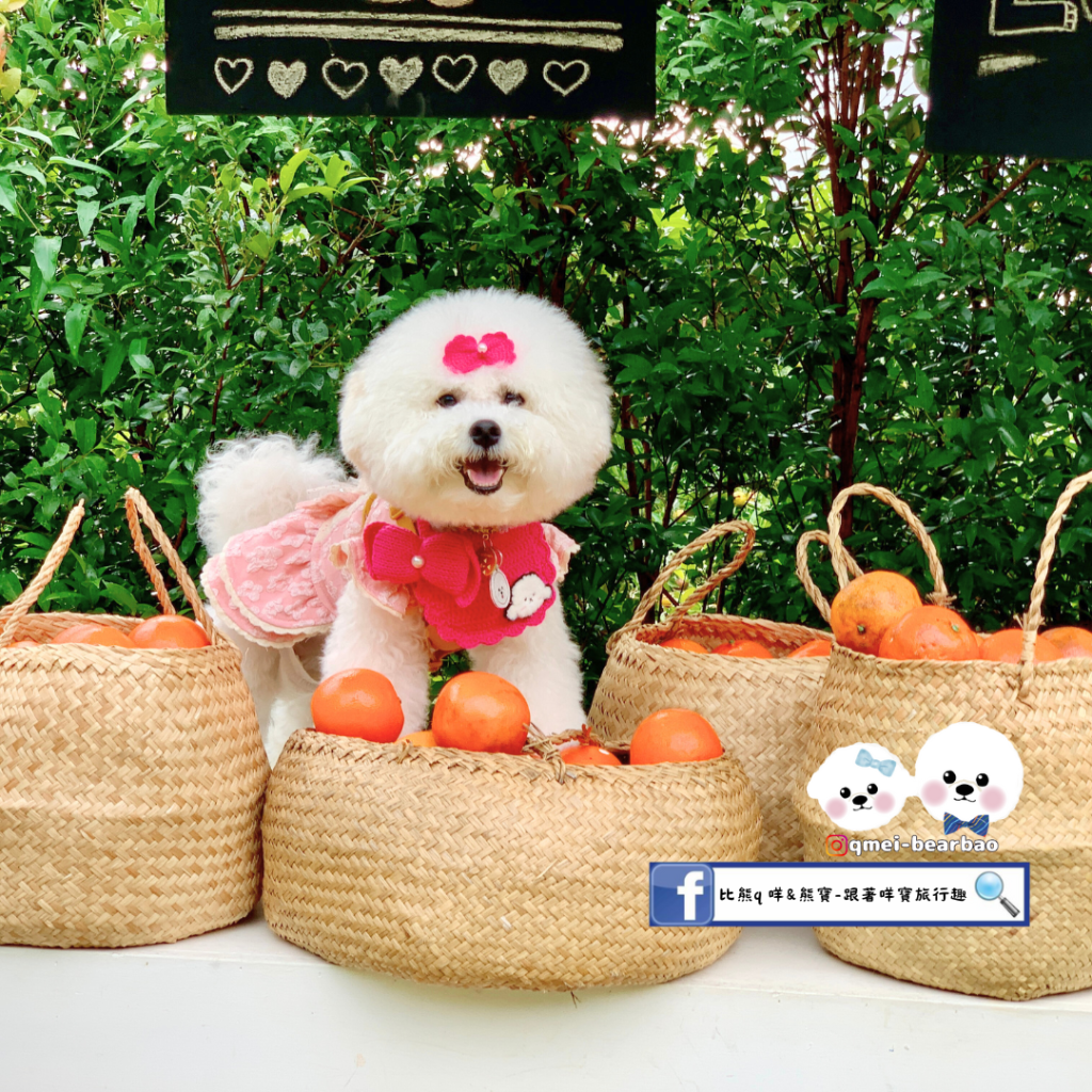 【寵物友善景點】橙香森林